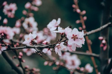 Bahar bahçesinde şeftali ağacının narin dalları güzel beyaz çiçeklerle kaplıdır. Çiçek açan ağaçlar ilkbaharda doğal arka planda kapanıyor