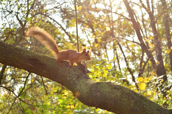 Ardilla roja en un árbol de otoño con hojas amarillentas — Foto de Stock