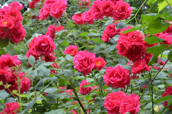 Arbusto florecido de rosas rojas —  Fotos de Stock