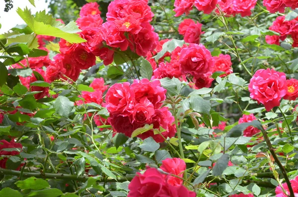 A lot of blooming roses Stock Image