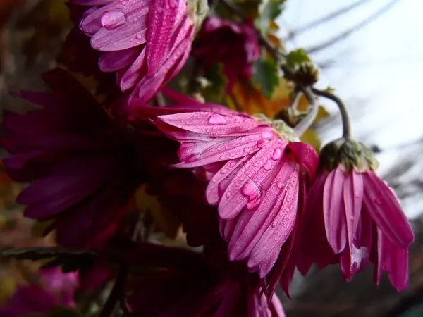 Burgundy asters — Stock Photo, Image