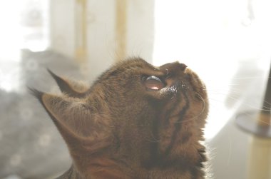 çıkıntılı kulakları komik çizgili kedi