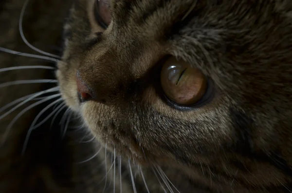 Ojo de gato — Foto de Stock