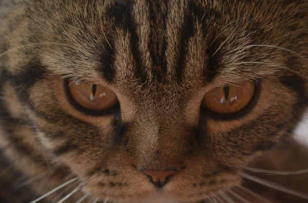Expresivos ojos estrechos de gato — Foto de Stock