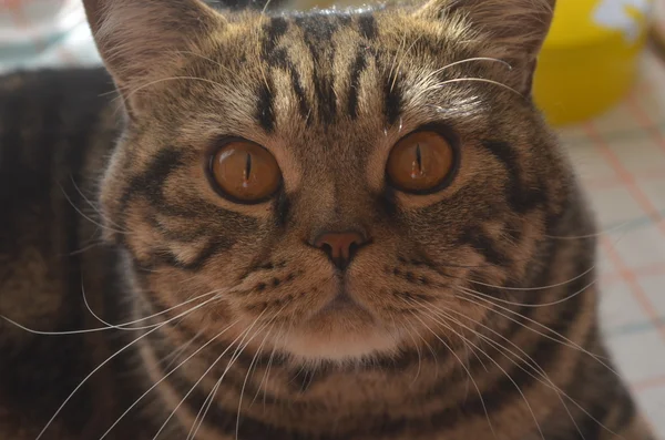 Tabby-Katze blickt in die Kamera — Stockfoto
