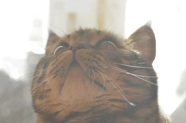 Смішний смугастий кіт дивиться вгору — стокове фото