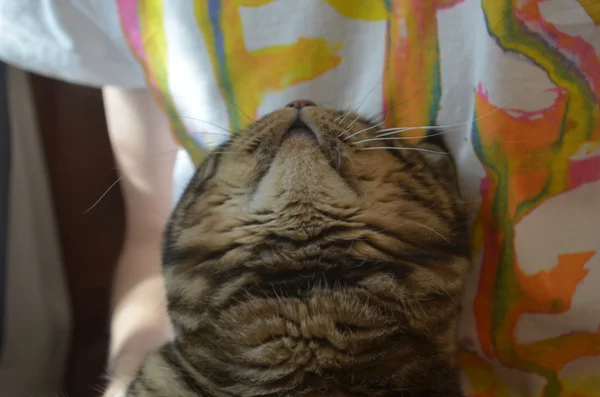 Cute tabby cat looking up — Stock Photo, Image