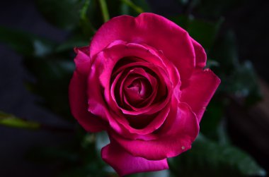 Tutkulu romantik pembe Gül