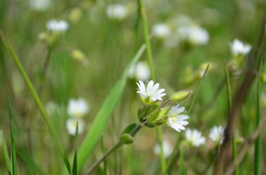 Yeşil çim alandaki küçük beyaz çiçekler