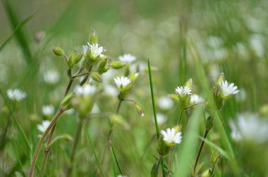 beyaz kır çiçekleri