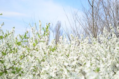 Beyaz çiçekli ağaç