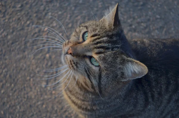 Gato de Tabby — Foto de Stock