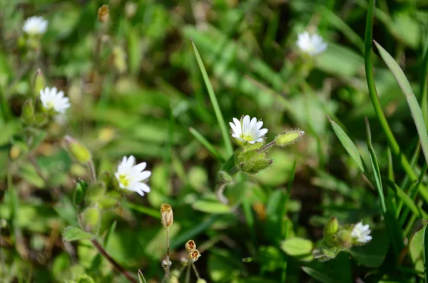 Weiße zarte Blüten — Stockfoto