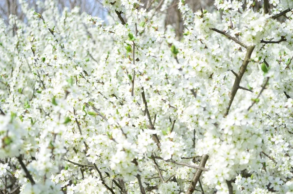Spring flowering tree Stock Photo