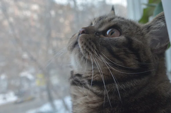 Tabby-Katze schaut aus dem Fenster — Stockfoto