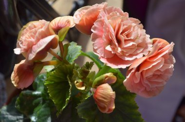 Pink begonia flowers
