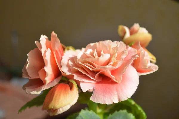 Coral begonia Royalty Free Stock Images