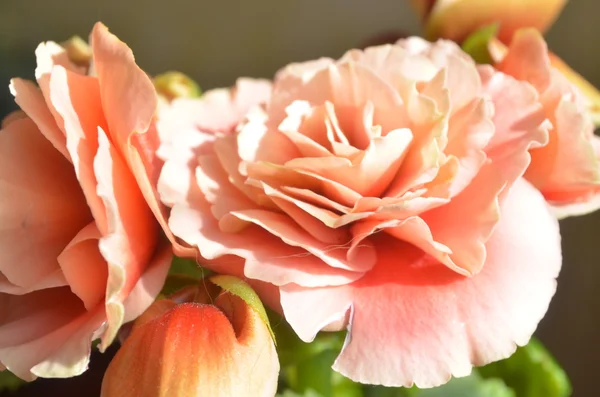 Tender ivory begonia flower Royalty Free Stock Images