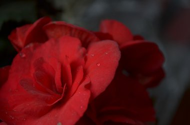 Koyu kırmızı begonia çiçek