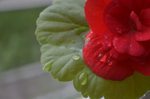 Daggdroppar på en röd blomma — Stockfoto