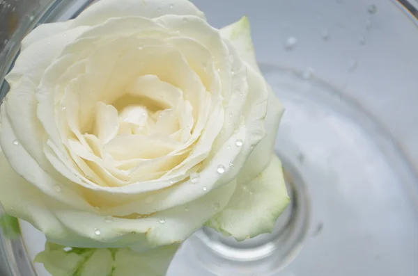 white rose in water