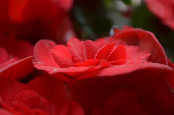 Viele leuchtend rote Blumen — Stockfoto