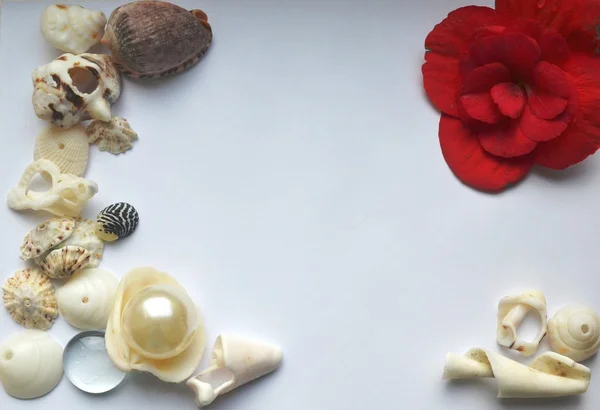 Red flower and shells on white background — Stock Photo, Image