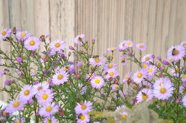 Heleboel paarse bloemen — Stockfoto