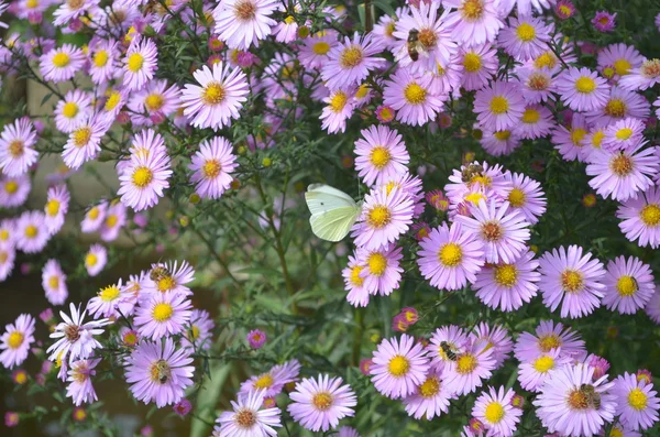 White butterfly among the purple flowers Stock Picture