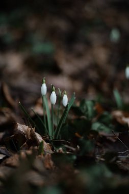 Orman çayırındaki yeşil buket taze kardelengi kapat. İlkbaharda doğal arka planda oldukça küçük beyaz çiçeklerin ilk çiçek açması. İlkbaharda açan çicek çiçekleri