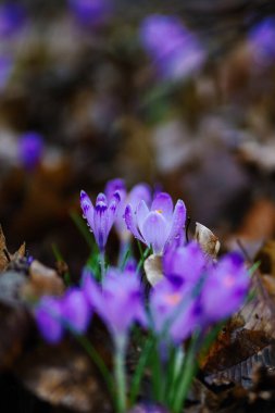 Güzel mor timsahlardan oluşan parlak bir çalı. İlkbaharın başlarında yağmur damlaları kapanıyor. Ormanda küçük kokulu safran çiçekleri. Vahşi çuha çiçeklerinin taze çiçekleri. İlkbaharın sembolü
