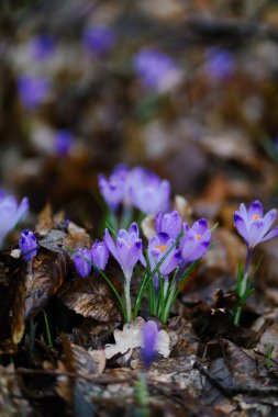 İlkbaharın başlarında koyu doğal arka planda parlak mor timsahlar. Ormanda ilk safran çiçeği açması. Vahşi çuha çiçeklerinin taze çiçekleri. İlkbaharın sembolü
