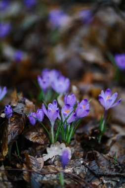 İlkbaharın başlarında bol miktarda yağmur damlası olan bir sürü parlak mor timsah. Ormanda küçük kokulu safran çiçekleri. Taze, renkli, yabani çuha çiçekleri. İlkbaharın sembolü