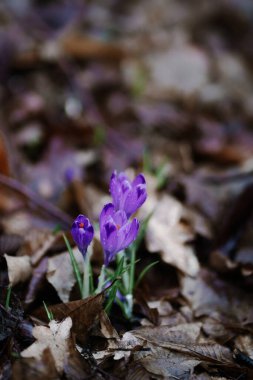 İlkbaharın başlarında parlak, mor bir tarlaya yağmur damlalarıyla yakın durun. Yağmur ormanlarında çiçek açan safran çiçekleri. Taze, renkli, yabani çuha çiçekleri. İlkbaharda doğanın uyanışı