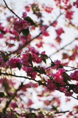 Bir sürü pembe çiçekli güzel kokulu kiraz ağacı. Yumuşak sakura dalı güneşli bahar bahçesinde çiçek açıyor.