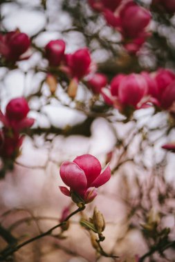 Büyük kırmızı manolya çiçeği yakın plan. Bahar bahçesinde çiçek açan ağaç. İlkbaharda açan pembe dallar
