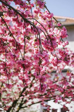 Baharda parlak güneşli bahçede parlak çiçekli sakura dalları. Doğal pembe çiçek arkaplanı
