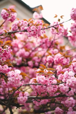 Zagreb 'in bahar aylarında parlak güneşli bir günde çiçek açan kiraz dalları. İlkbaharda doğal çiçek arkaplanı. Parlak pembe çiçekli sakura ağaçları.