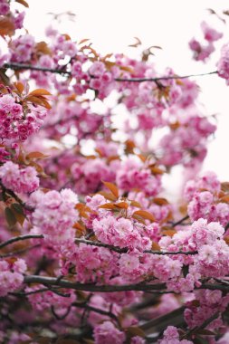 Çiçek açmış güzel pembe kiraz çiçekleri. Yakından. Bahar bahçesinde çiçek açan muhteşem sakura ağacı.