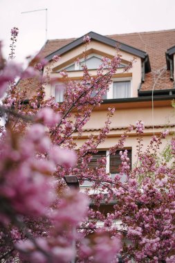 Etrafı güzel kokulu sakura ağaçlarıyla çevrili şirin bir kulübe. Baharda kiraz bahçeli güzel bir ev.