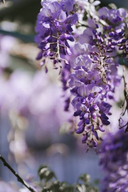 Güneşli bahar şehrinde büyük mor salkımlar çiçek açıyor. Parlak menekşe çiçeği yaklaş