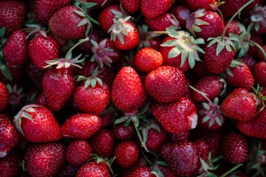 Yaz mevsiminde bir sürü tatlı çilek. Sulu meyvelerin parlak kırmızı dokusu. Taze meyve hasadı vitamin ve antioksidan kaynağıdır.