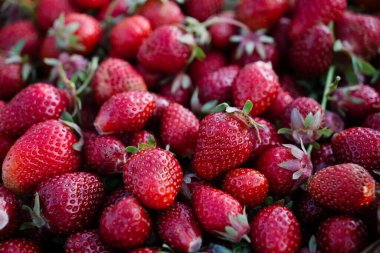 Yüzlerce tatlı sulu çilek yakından çekilmiş. Parlak kırmızı böğürtlen dokusu. Taze olgun meyve hasadı. Sağlıklı yemek.