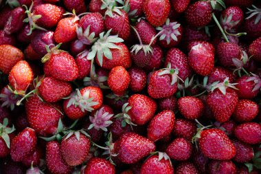 Bir sürü olgun çilek deseni. Parlak sulu meyveler kapanıyor. Taze meyve hasadı vitamin kaynağıdır.