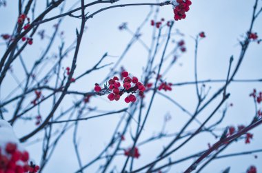 Bir sürü kırmızı dut.