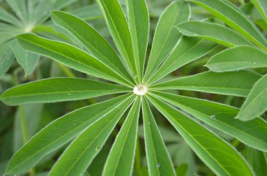 Yaprağın ile büyük yeşil yaprak