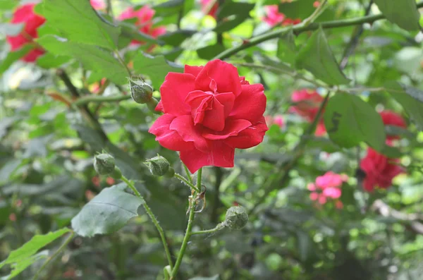 Rosa brillante jardín — Foto de Stock