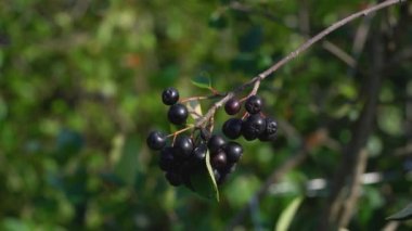 Meyve suyu için olgun Aronia meyveleri toplamak (Melanocarpa)