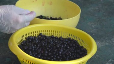 Olgun Aronia 'nın temizlenmesi ve sıralanması (Melanocarpa)