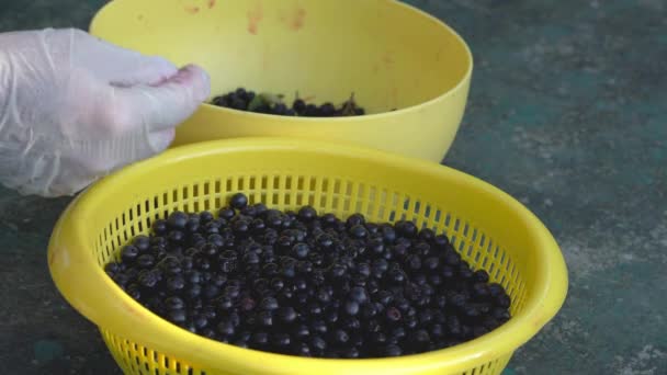 Rengöring Och Sortering Mogen Aronia Melanocarpa — Stockvideo